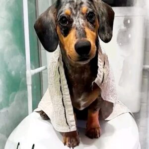 Placa Personalizada 21x30