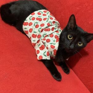 Camisa Pet Sob Medida