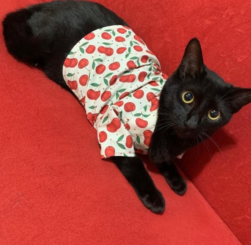 Camisa Pet Sob Medida