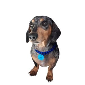 Coleira com Placa de Identificação