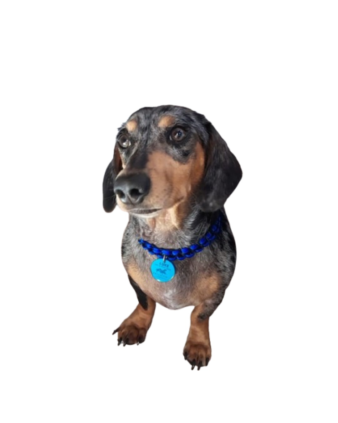 Coleira com Placa de Identificação