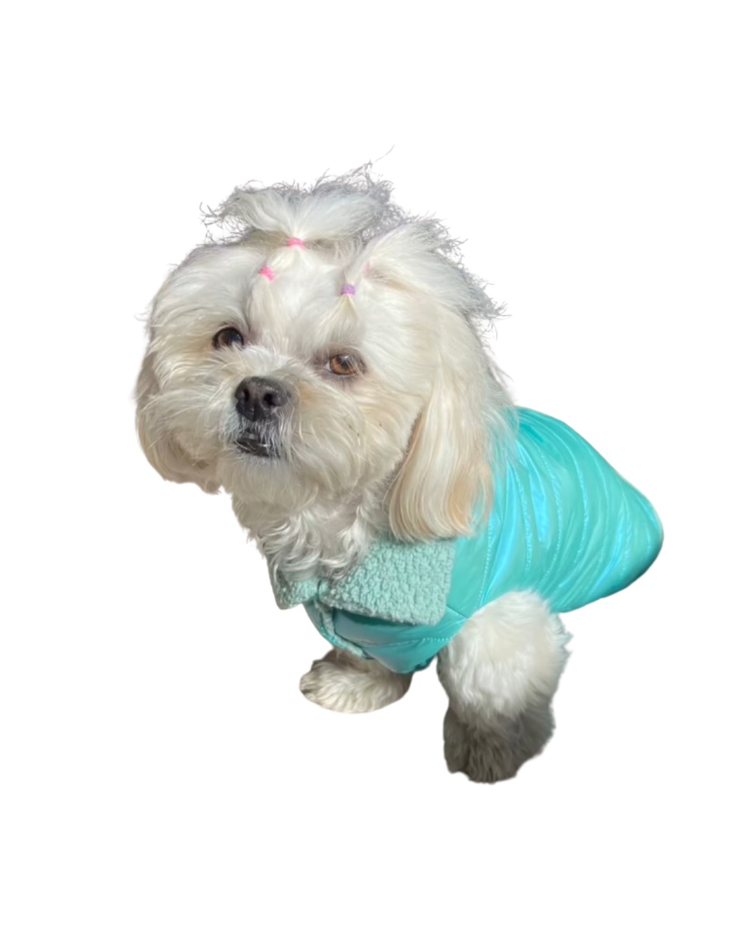 Colete Pet Sob Medida