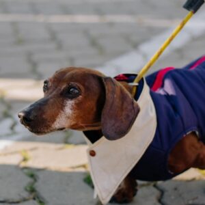 Gravata Pet Sob Medida