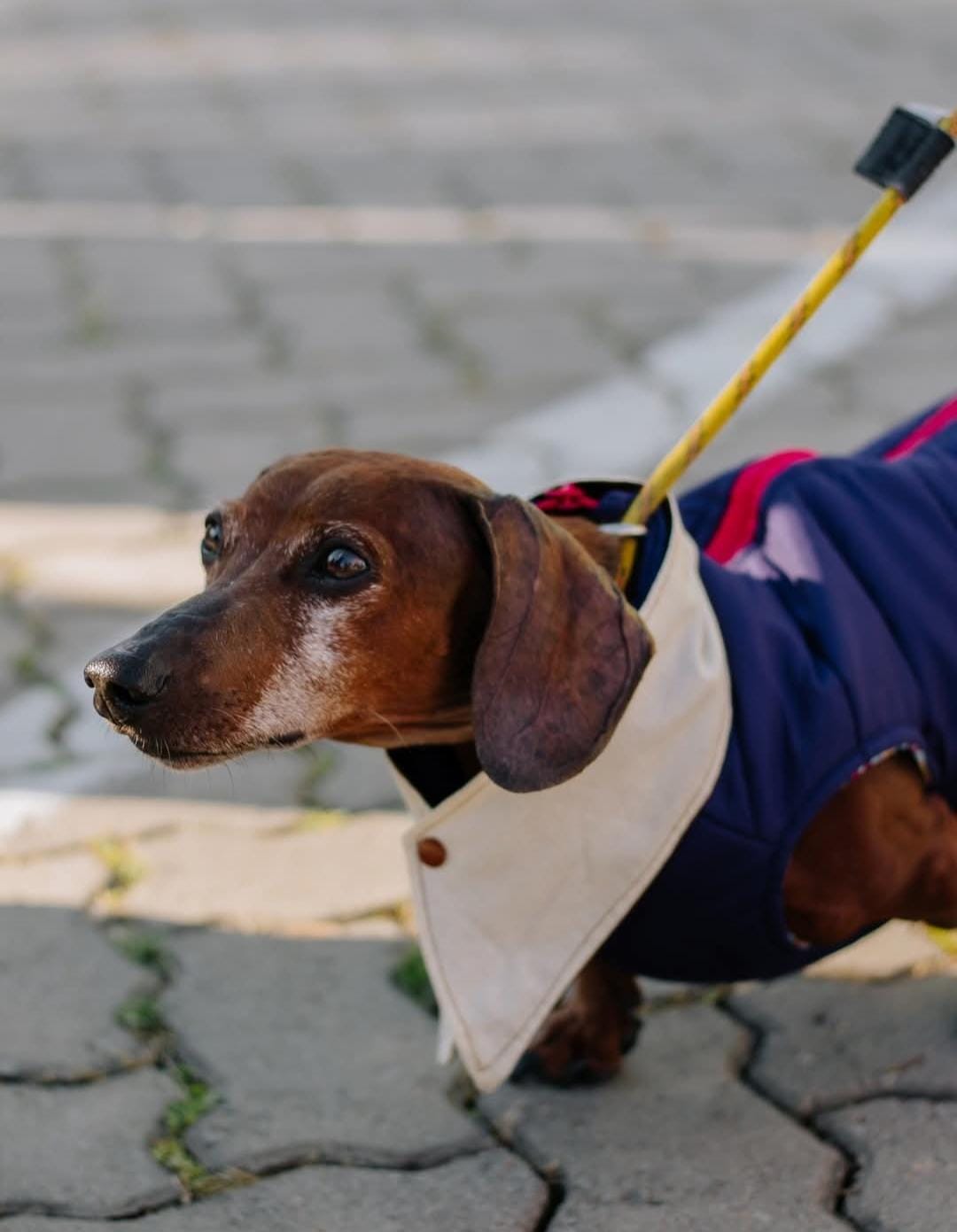 Gravata Pet Sob Medida