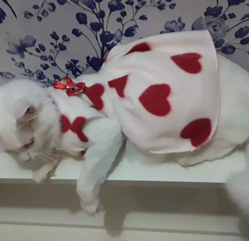 Vestido Pet Sob Medida - Imagem 6