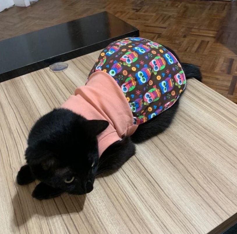 Vestido Pet Sob Medida - Imagem 7